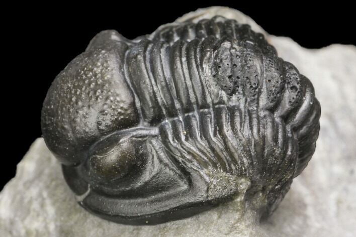 Detailed Gerastos Trilobite Fossil - Morocco #141684